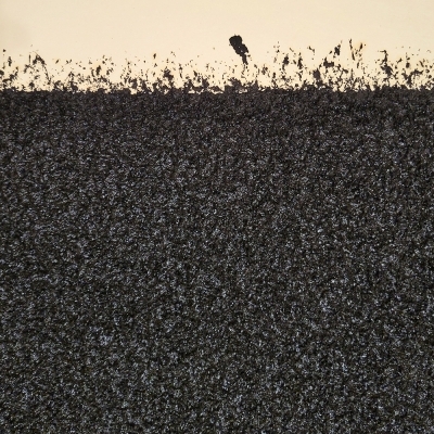 https://pazdabutler.com/upload/exhibitions/_-title/Serra_-_Backstop_I_%28detail_image%29_lo-res.jpg